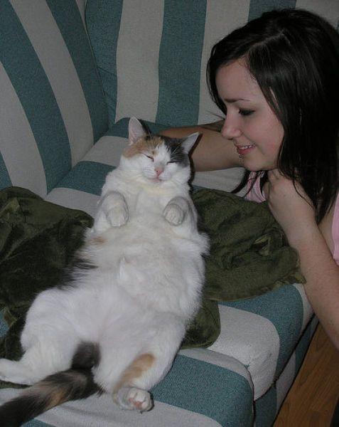 Ожиревшие коты