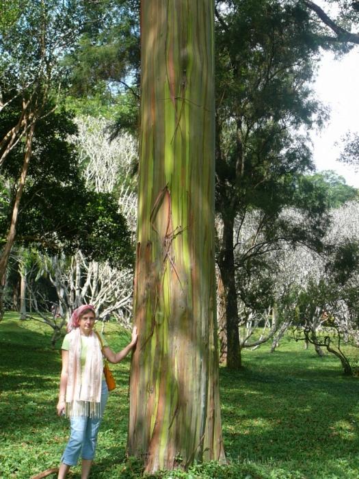 Гладкие стволы радужных эвкалиптов (Rainbow eucalyptus).