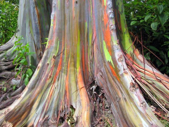 Гладкие стволы радужных 
эвкалиптов (Rainbow eucalyptus).