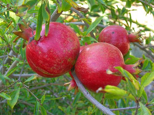 Гранат или пуническое яблоко