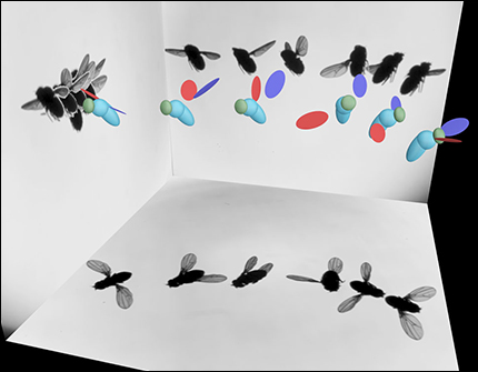 Модель разворота мухи, выполненная на основе реальных изображений  насекомого (иллюстрация из журнала Physical Review Letters).