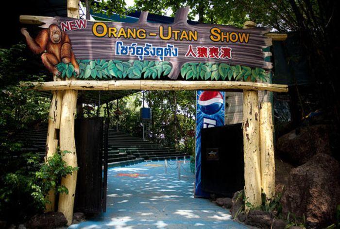 Боксерское шоу орангутанов в 
Тайланде