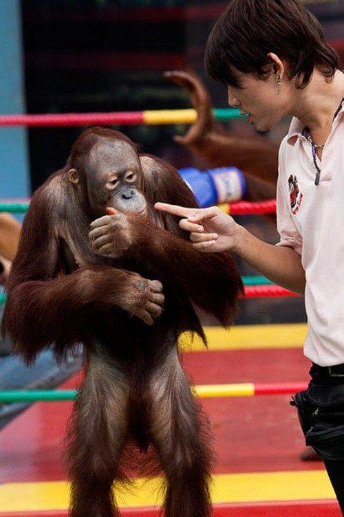 Боксерское шоу орангутанов в Тайланде