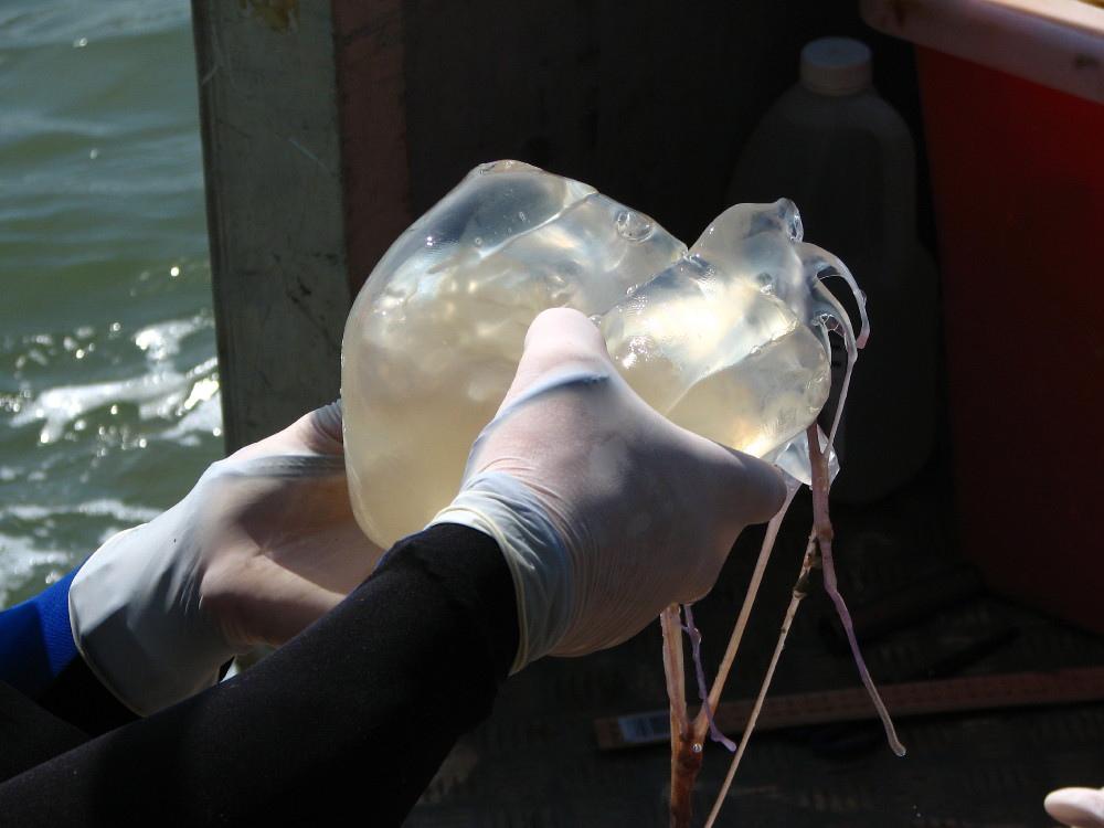 Aвстралийская кубическая медуза, или морская оса (Chironex fleckeri)