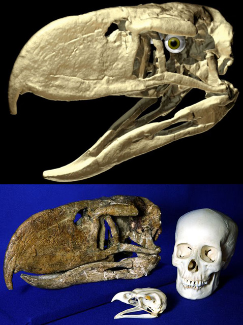 Вверху – компьютерная модель черепа <i>A. steulleti</i>, внизу – окаменелость в сравнении с черепами человека и орла (иллюстрация и фото Ohio University).