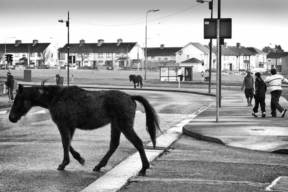 Лошади на улицах Дублина
