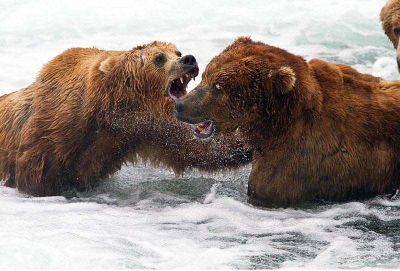 Медведи на промысле лосося