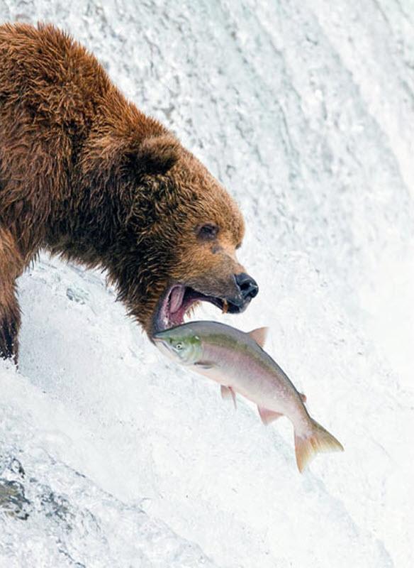 Медведи на промысле лосося