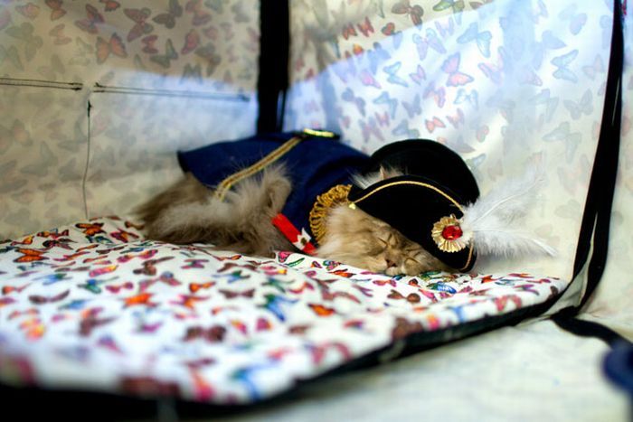 Мода для кошачьего бомонда