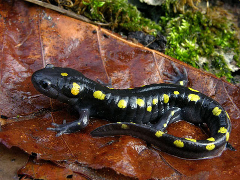 Во взрослом состоянии саламандра никаким образом не выдаёт, что внутри её клеток растут настоящие водоросли (фото Scott Albert/ilherps.tripod.com).