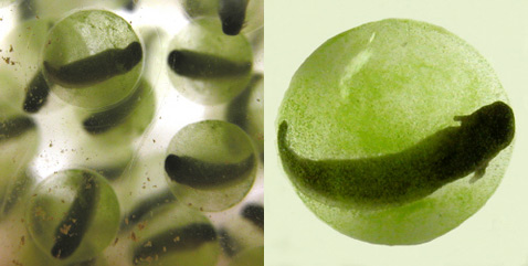 Слева: выводок пятнистой саламандры. Справа: увеличенная фотография одной из икринок. Отчётливо видно, как плавают в оболочке отдельные клетки водорослей (фото Renn Tumlison/Henderson State University).