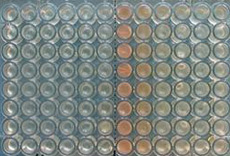 Микробиологи наполнили правую половину панели, состоящей из 96 чашечек, культурой бактерий <i>Bacillus licheniformus</i>, а левую – <i>B. subtilis</i>, выпускающей аммиак. Хорошо видно, что исследуемые микроорганизмы образовали большее количество биоплёнок (красно-коричневый пигмент) в лунках, соседствующих с потенциальным противником (фото Reindert Nijland).