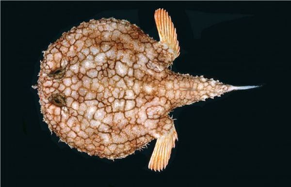 Морской нетопырь (лат. Ogcocephalus) (англ. Batfish)
