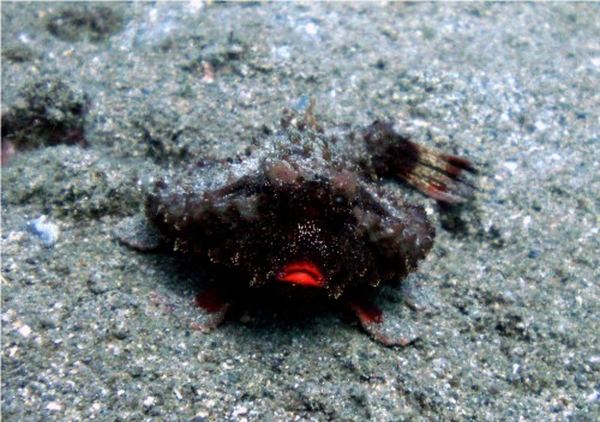 Морской нетопырь (лат. Ogcocephalus) (англ. Batfish)