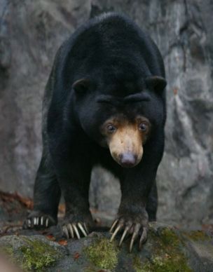 шестилетний малайский медведь