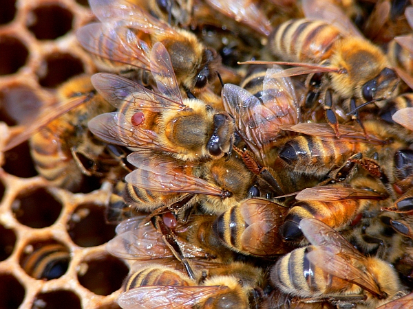 На фото BugMan50 хорошо просматриваются клещи на спинах рабочих пчёл.