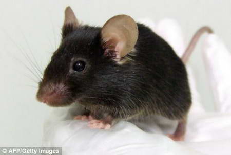 Японские ученые вывели мышь, которая чирикает как птица, это генно- модифицированное животное созданное в рамках проекта Evolved Mouse Project (Проект эволюцинирования мыши).
