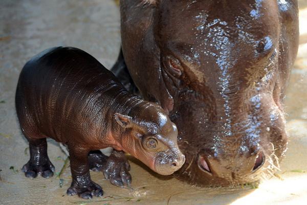 В зоопарке города Майами родился карликовый бегемот