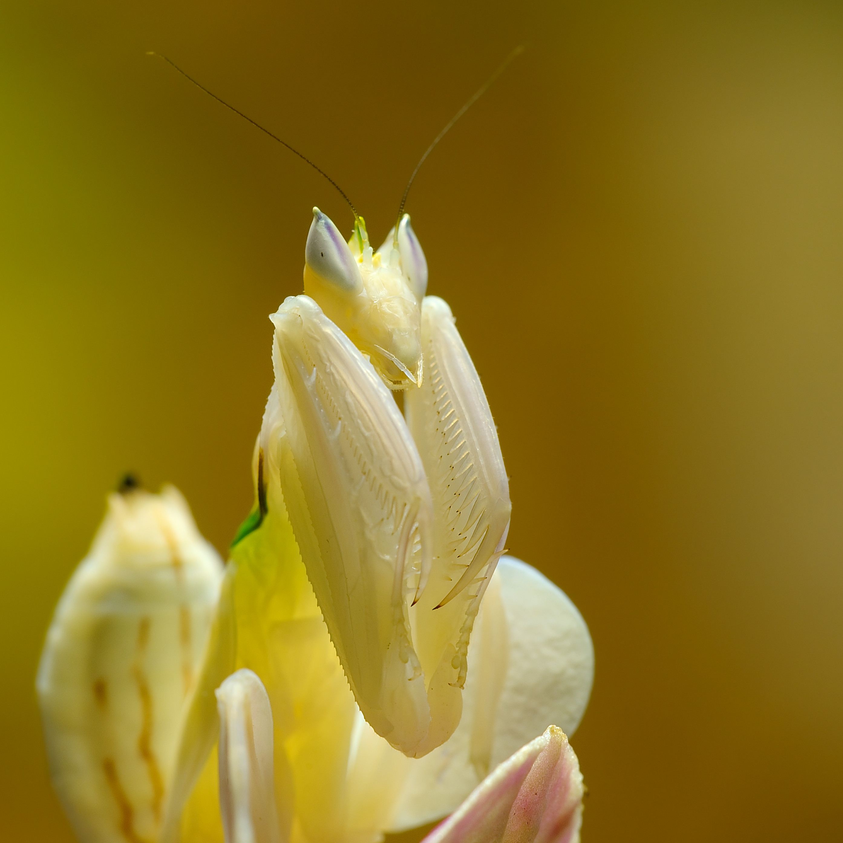 Орхидейный богомол (Hymenopus coronatus)