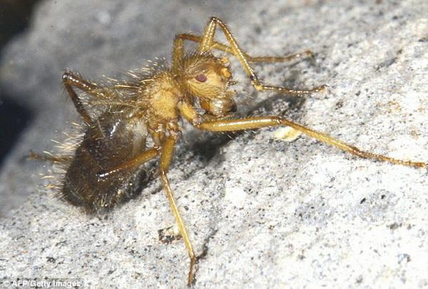 Волосатая муха (Mormotomyia hirsuta)