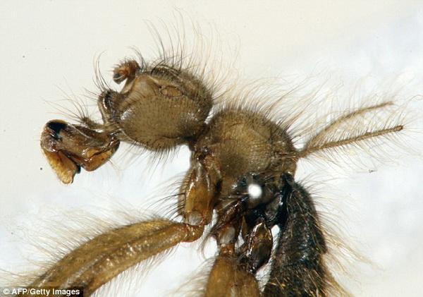Волосатая муха (Mormotomyia hirsuta)