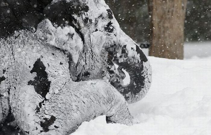 Зимние игры слонов в зоопарке Берлина