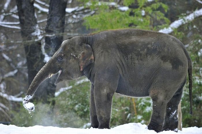 Зимние игры слонов в зоопарке Берлина