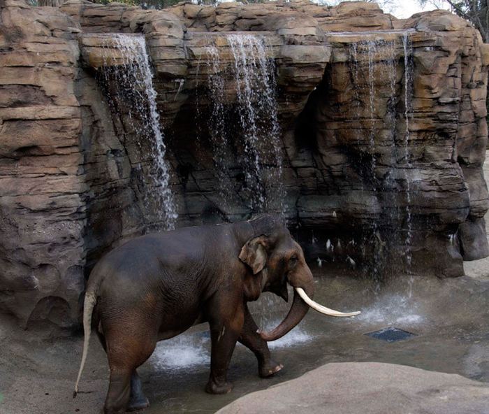 В этой части парка  принимают слонов : осматривают их и, при необходимости, оказывают помощь.