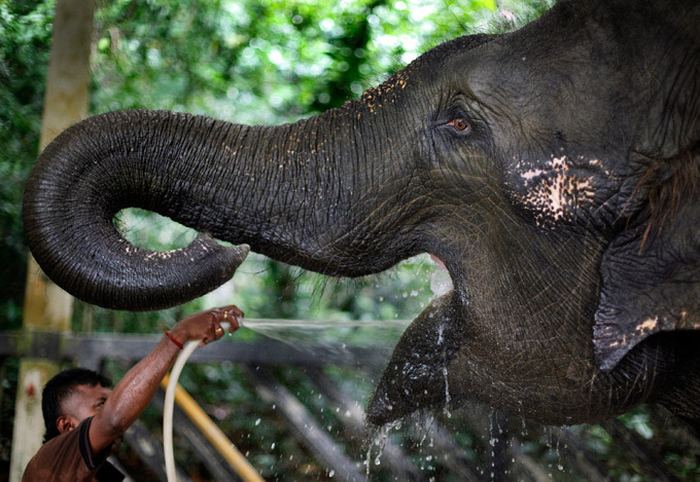 В природе индийские слоны доживают до 60-70 лет, в неволе - до 80 лет.