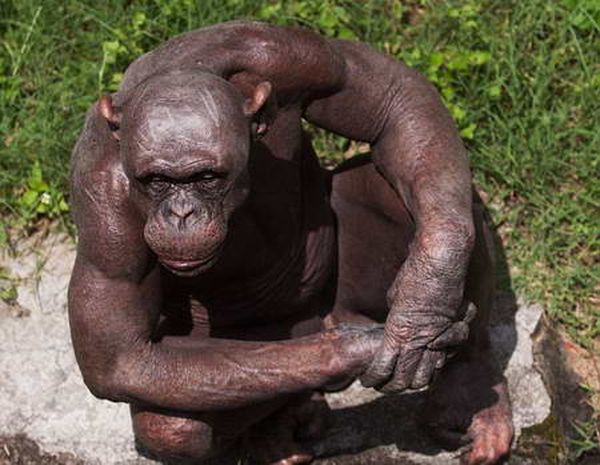 Шимпанзе Гуру