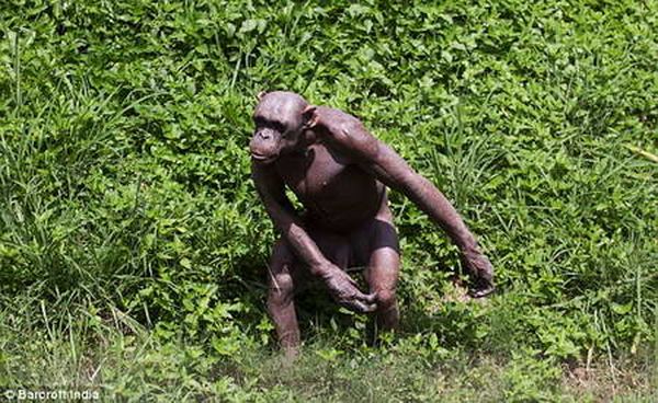 Шимпанзе Гуру