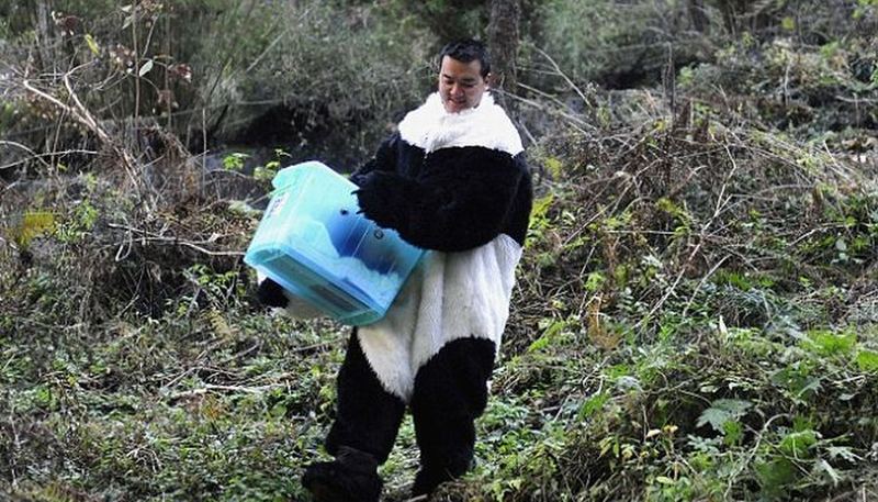 Ученые превратились в панд ради маленького медвежонка