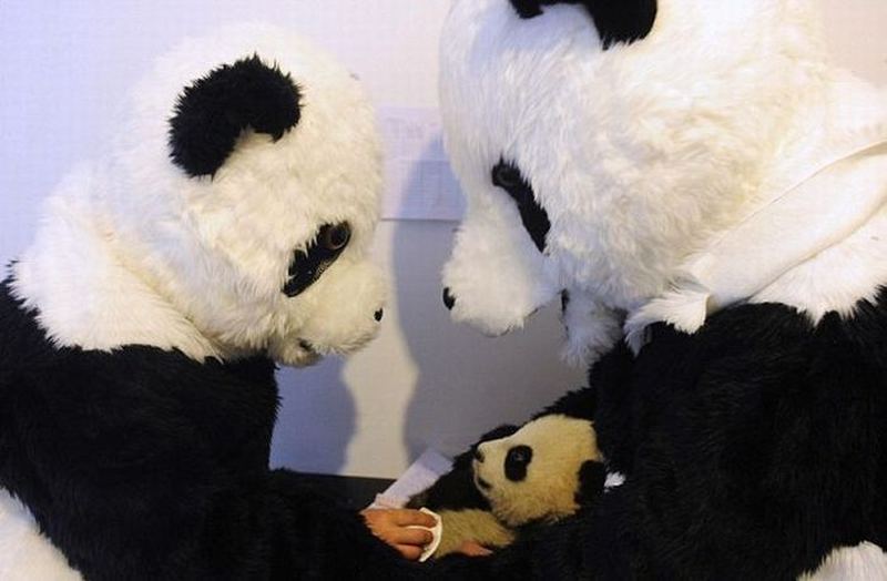 Ученые превратились в панд ради маленького медвежонка