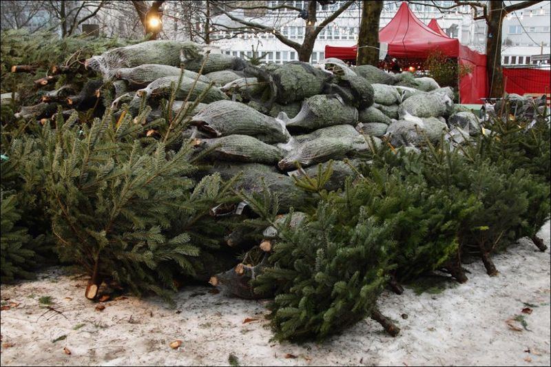 Рождественские елки с немецкой фермы Mellensee