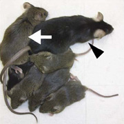 Стрелками помечены самка-химера (слева) и один из генетических отцов. Остальные мышки – представители "двухотцовщины" (фото Biology of Reproduction)