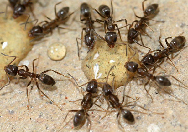 Аргентинские муравьи набросились на мёд.