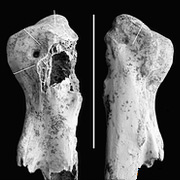 Окаменелые фрагменты костей ног новой птицы позволили биологам высчитать её размеры и даже вес (фото E. Kruidenier).