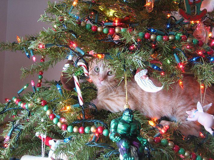 Кошки и новогодние елки