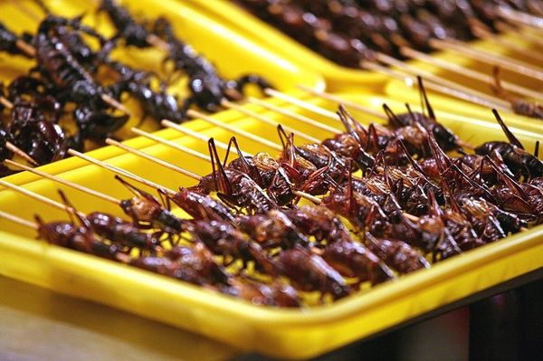 Употребление насекомых в пищу