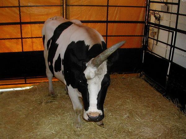 Корова-единорог из северной провинции Хебей