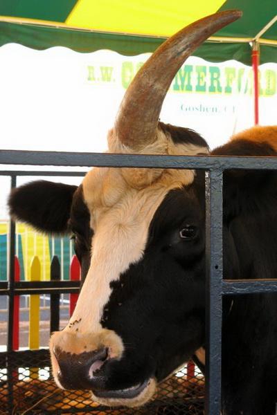 Корова-единорог из северной провинции Хебей