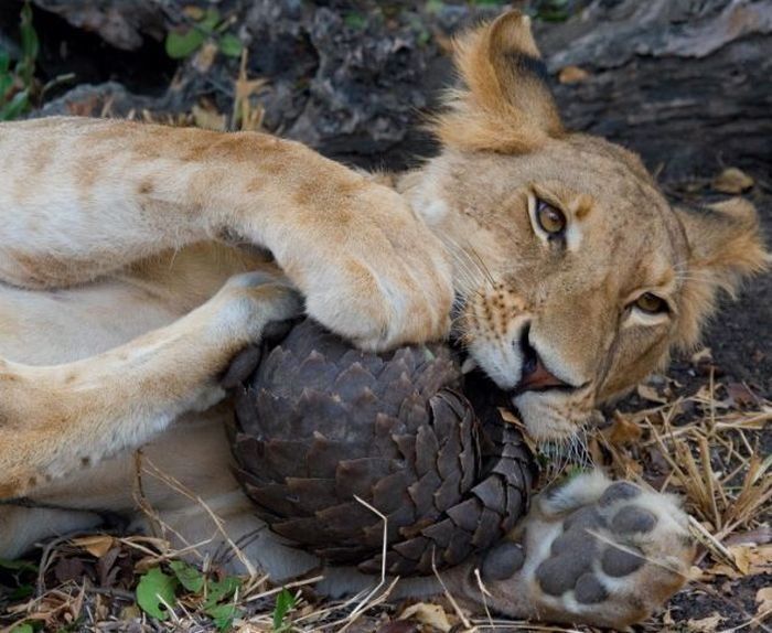 В Танзании лев попытался съесть панголина (Pholidota) 