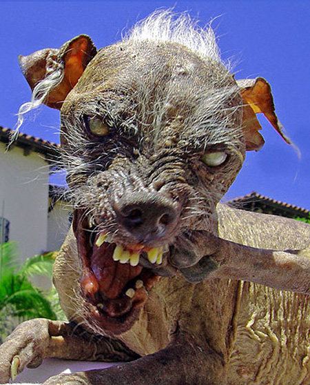 Дуг может стать самой страшной собакой в мире. Фото The Sun