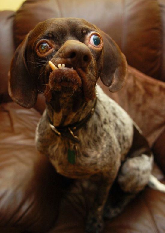Двухлетний пойнтер-кросс носит звание самой страшной собаки Британии - фото Daily Mail