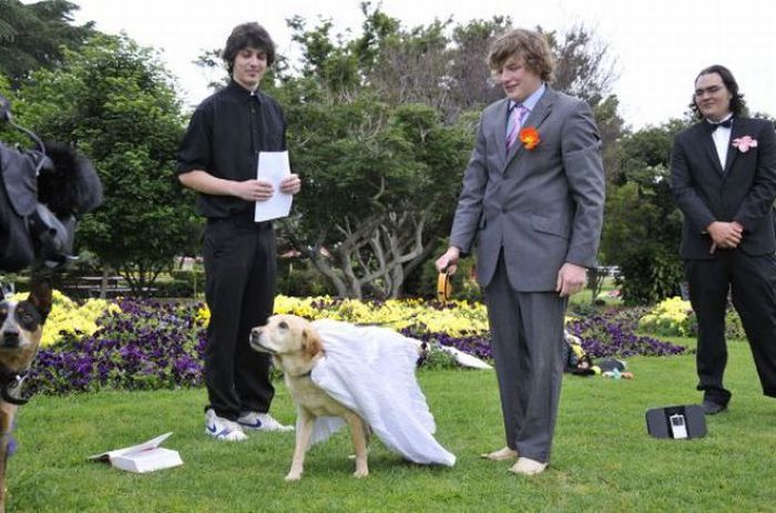 Австралиец женился на своей собаке