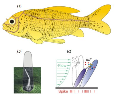 Особый органа чувств рыб, их боковая линия (LL, Linea Lateralis), на которой расположена целая сеть высокочувствительных к изменению давления нервных окончаний.