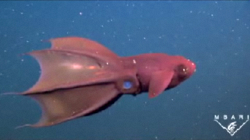 Вампир - кальмар (Vampire Squid) может спрятаться 