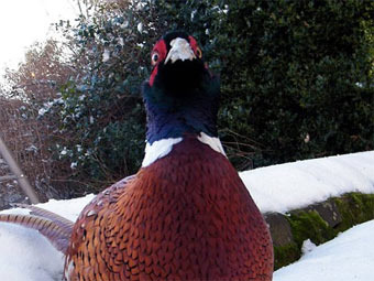 Жителей британской деревни запугал агрессивный фазан
