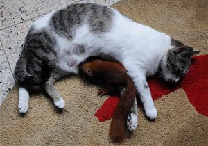 Кошка
 Тита и ее приемный 
