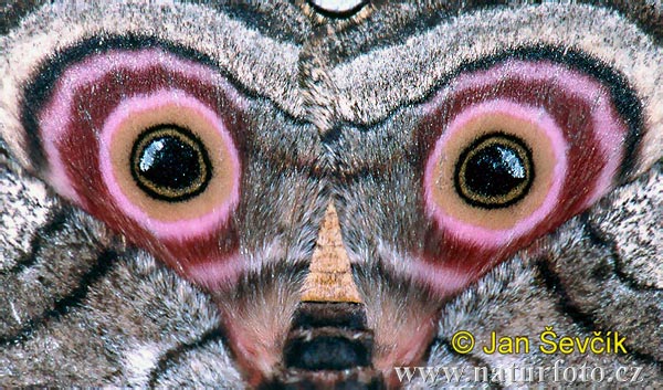 фото бабочки крапчатая павлиноглазка (Gynanisa maja)